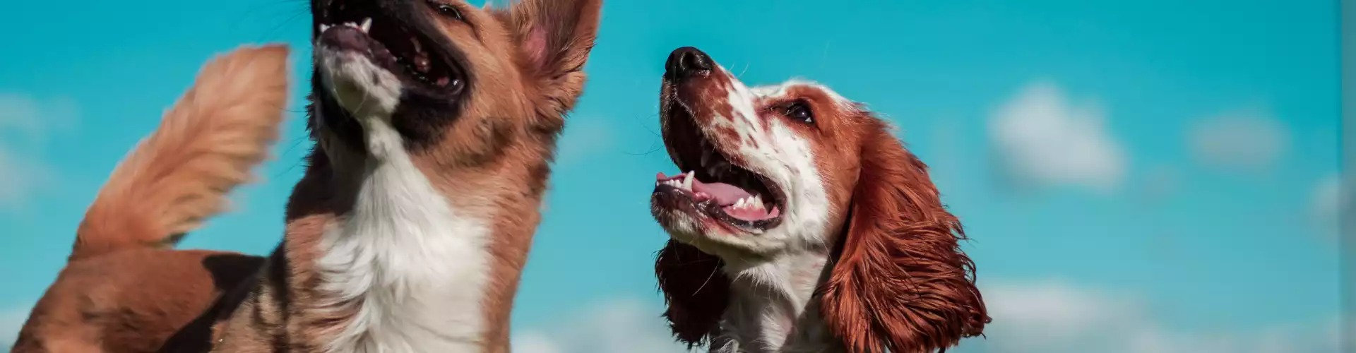 Nuestra conexión con los animales