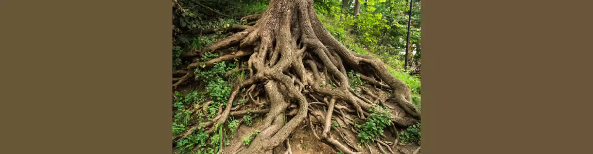 Root Chakra - Prānāyāma (breathwork)