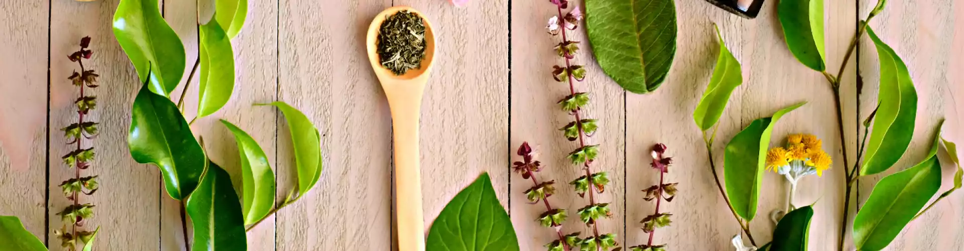 Grundlagen der ayurvedischen Kräuterheilkunde - Online Class by Stephanie Brail