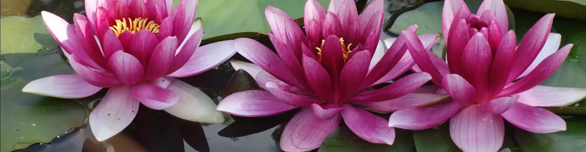 Yin Yoga Élément Eau - Yoga de guérison lente pour tous